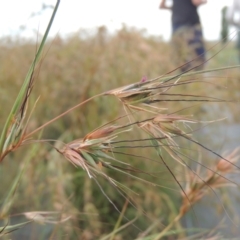 Themeda triandra (Kangaroo Grass) at Hume, ACT - 18 Dec 2023 by michaelb