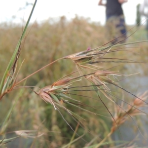 Themeda triandra at Hume, ACT - 18 Dec 2023