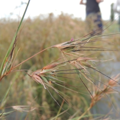 Themeda triandra (Kangaroo Grass) at Hume, ACT - 18 Dec 2023 by MichaelBedingfield