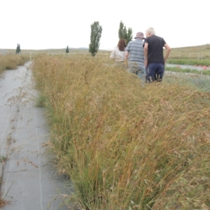 Themeda triandra at Hume, ACT - 18 Dec 2023