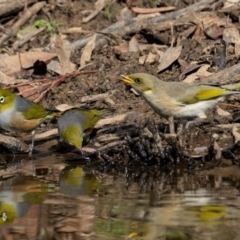 Ptilotula fusca (Fuscous Honeyeater) at Cootamundra, NSW - 12 May 2024 by trevsci