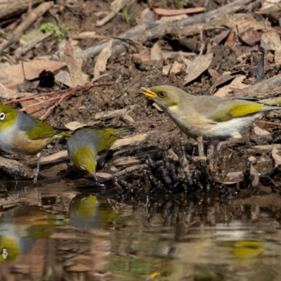 Ptilotula fusca (Fuscous Honeyeater) at Jindalee National Park - 12 May 2024 by trevsci