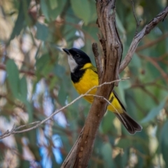 Pachycephala pectoralis (Golden Whistler) at Cootamundra, NSW - 12 May 2024 by trevsci