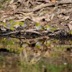 Zosterops lateralis (Silvereye) at Jindalee National Park - 12 May 2024 by trevsci