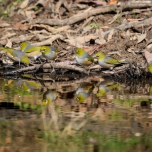 Zosterops lateralis at Jindalee National Park - 12 May 2024