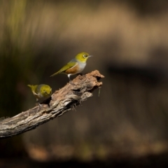 Zosterops lateralis at Jindalee National Park - 12 May 2024