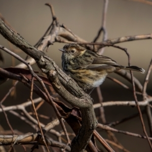 Pyrrholaemus sagittatus at Jindalee National Park - 12 May 2024