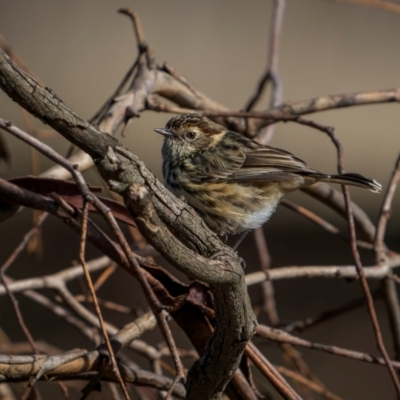 Pyrrholaemus sagittatus (Speckled Warbler) at Cootamundra, NSW - 12 May 2024 by trevsci