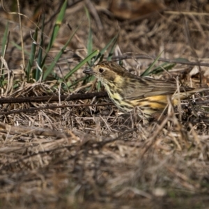 Pyrrholaemus sagittatus at Jindalee National Park - 12 May 2024 10:09 AM