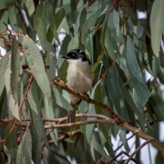 Melithreptus lunatus (White-naped Honeyeater) at Cootamundra, NSW - 12 May 2024 by trevsci