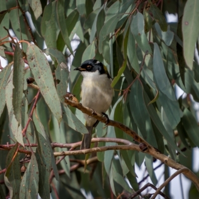 Melithreptus lunatus (White-naped Honeyeater) at Cootamundra, NSW - 12 May 2024 by trevsci