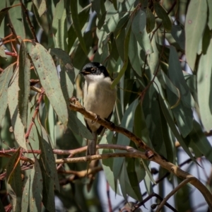 Melithreptus lunatus at Jindalee National Park - 12 May 2024