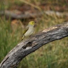 Ptilotula penicillata (White-plumed Honeyeater) at Cootamundra, NSW - 12 May 2024 by trevsci