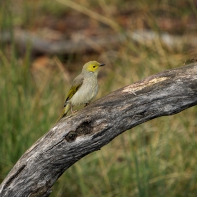 Ptilotula penicillata (White-plumed Honeyeater) at Jindalee National Park - 12 May 2024 by trevsci