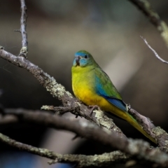 Neophema pulchella (Turquoise Parrot) at Cootamundra, NSW - 11 May 2024 by trevsci
