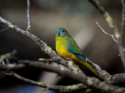 Neophema pulchella (Turquoise Parrot) at Jindalee National Park - 11 May 2024 by trevsci