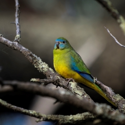 Neophema pulchella (Turquoise Parrot) at Jindalee National Park - 11 May 2024 by trevsci
