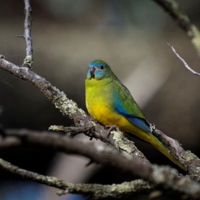 Neophema pulchella (Turquoise Parrot) at Cootamundra, NSW - 11 May 2024 by trevsci