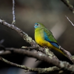 Neophema pulchella at Jindalee National Park - suppressed