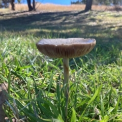 Volvopluteus gloiocephalus (Big Sheath Mushroom) at O'Connor Ridge to Gungahlin Grasslands - 13 May 2024 by rural