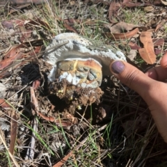 Unverified Fungus at O'Connor Ridge to Gungahlin Grasslands - 13 May 2024 by rural