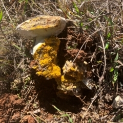 Bolete sp. at O'Connor Ridge to Gungahlin Grasslands - 13 May 2024 by rural