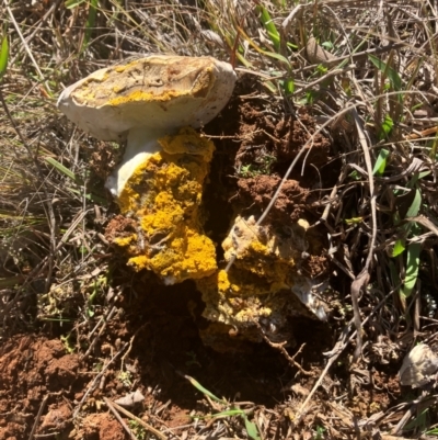 Unidentified Fungus at Lyneham, ACT - 13 May 2024 by rural