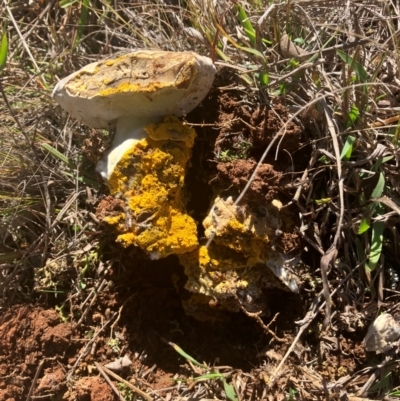 Bolete sp. at O'Connor Ridge to Gungahlin Grasslands - 13 May 2024 by rural