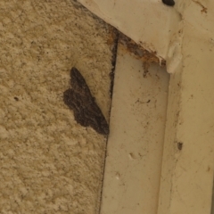 Ectropis (genus) (An engrailed moth) at Lyons, ACT - 13 May 2024 by ran452