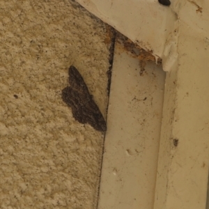 Ectropis (genus) (An engrailed moth) at Lyons, ACT by ran452