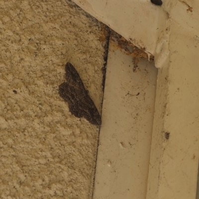 Ectropis (genus) (An engrailed moth) at Lyons, ACT - 13 May 2024 by ran452