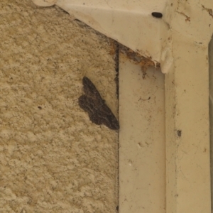 Ectropis (genus) at Lyons, ACT - 13 May 2024