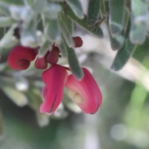 Grevillea lanigera at Lyons, ACT - 13 May 2024