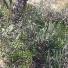 Grevillea lanigera at Lyons, ACT - 13 May 2024