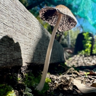 Coprinellus etc. (An Inkcap) at GG182 - 13 May 2024 by KMcCue