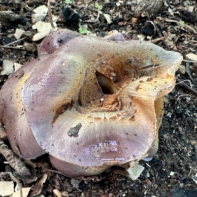 Unidentified Cap on a stem; gills below cap [mushrooms or mushroom-like] at GG182 - 14 May 2024 by KMcCue