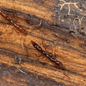 Formicidae (family) at Coolatai, NSW - 13 May 2024 12:00 PM