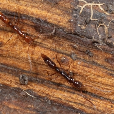 Formicidae (family) (Unidentified ant) at Coolatai, NSW - 13 May 2024 by AlexDudley