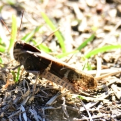 Gastrimargus musicus (Yellow-winged Locust or Grasshopper) at Woodstock Nature Reserve - 13 May 2024 by Thurstan