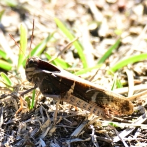 Gastrimargus musicus at Woodstock Nature Reserve - 13 May 2024