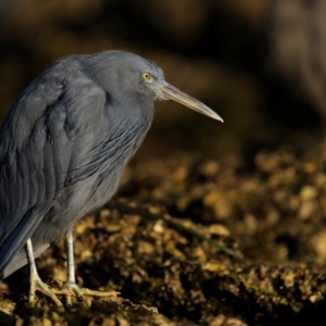 Egretta sacra at Narooma, NSW - 28 Feb 2024 07:36 AM