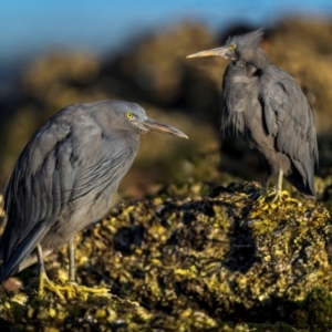 Egretta sacra at Narooma, NSW - 28 Feb 2024 07:36 AM