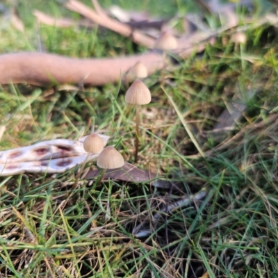 Mycena sp. (Mycena) at Captains Flat, NSW - 13 May 2024 by Csteele4