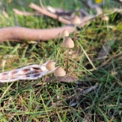 Mycena sp. at QPRC LGA - 13 May 2024 01:38 PM