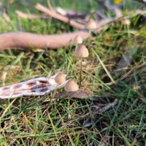 Mycena sp. at QPRC LGA - 13 May 2024 01:38 PM