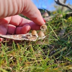 Mycena sp. at QPRC LGA - 13 May 2024 01:38 PM