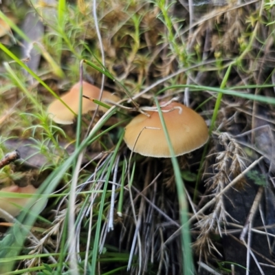 Unidentified Cap on a stem; gills below cap [mushrooms or mushroom-like] at Captains Flat, NSW - 13 May 2024 by Csteele4