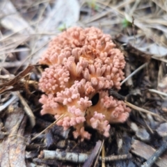 Ramaria sp. (genus) (A Coral fungus) at QPRC LGA - 13 May 2024 by Csteele4