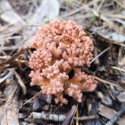 Clavulina sp. at Captains Flat, NSW - 13 May 2024 by Csteele4