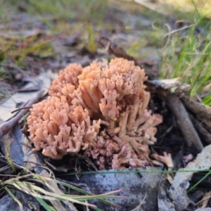 Ramaria sp. at QPRC LGA - 13 May 2024